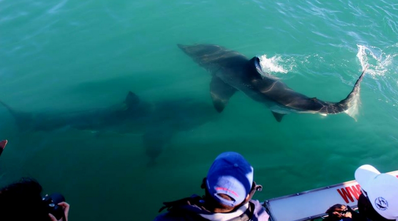 Shark Cage Diving Anwynn Louw